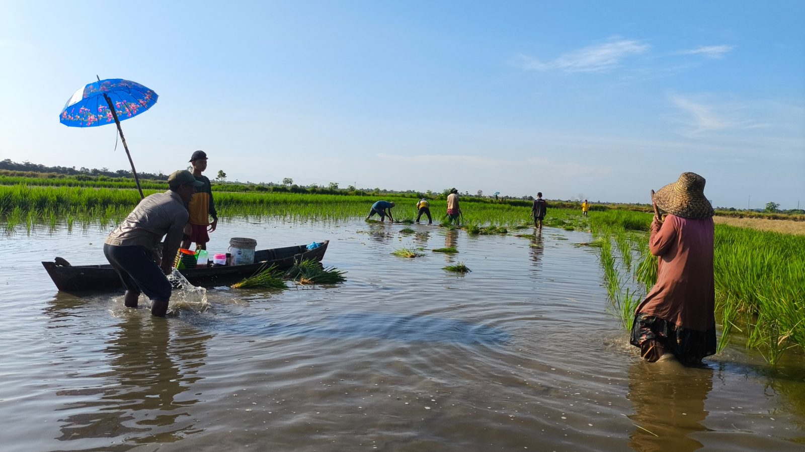 Pertanian lahan pasang surut